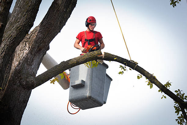 The Steps Involved in Our Tree Care Process in Blakely, PA